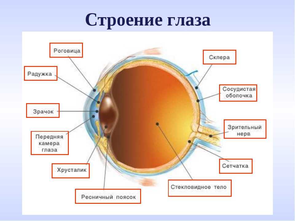 Рассмотрите рисунок строение глаза установите соответствие строение глаза с указаниями на рисунке